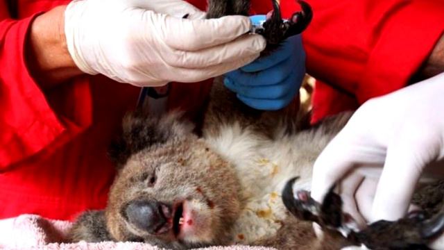 Австралия после пожаров. Последствия и восстановления лесов и животных смотреть онлайн