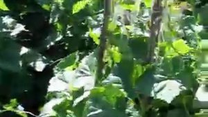 Выращивание огурцов подвесным способом