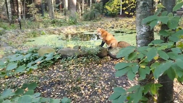 Алиса - Лиса / Прикольные Моменты с Алисой ч. 252 / Alice the Fox смотреть онлайн