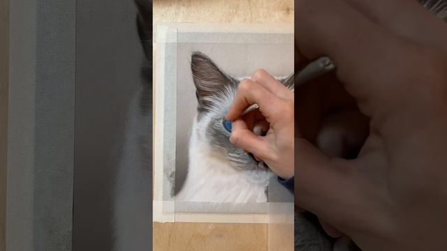 Part 2 of sharing my pastel cat drawings #animalart #animalartist #youtubeartist #catdrawing смотреть онлайн