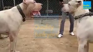 Bully Kutta vs Dogo Argentino - Dogo Argentino is Scared of Bully Kutta