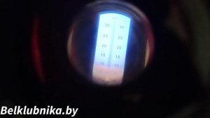 Сорт клубники Лючия (Люция) Lycia. Belklubnika.by