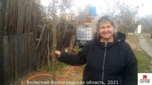 ФАКТЫ О ПАВЛОВНИИ, 2021г. Войлочная и Z07. ЭКОМИР34  Paulównia in Russia. Paulownia