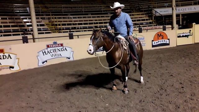 MATÍAS RUBIO Y EL CÁNTARO - EL CABALLO MÁS RÁPIDO DE MÉXICO DANDO LADOS смотреть онлайн