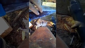 Заточка ножниц, для стрижки овец, коз.