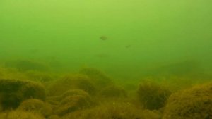 Глубины моря. Морское дно Орджоникидзе и дно вблизи Веселое. Релакс, смотри и пусть мысли отдохнут.