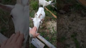 Лайфхак.Ремонт балки прицепа.Чем сломал,тем и отремонтировал.