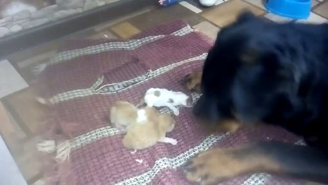 Материнский инстинкт 2 смотреть онлайн