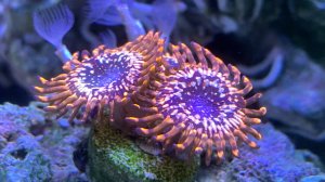 Морской аквариум 2.0 Месяц после запуска!