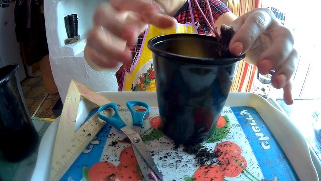 посадка черенка хейхеры по стаканчикам смотреть онлайн