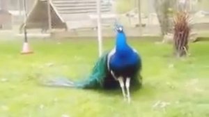 Павлин очень красиво распускает свой хвост