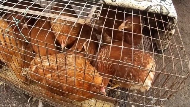 Куры несушки Птицефабрика выбраковка