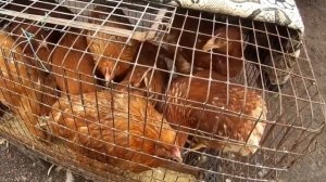 Куры несушки Птицефабрика выбраковка