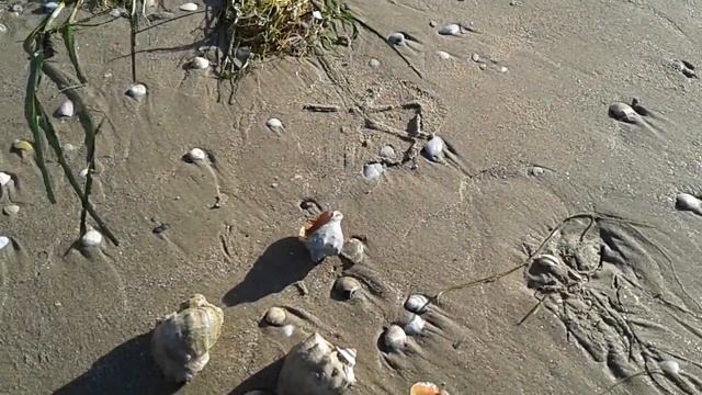 Медузы и рапаны на Черном море. Анапа.