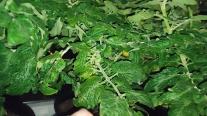 Подсветка томатов