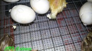 Мускусные утки.ВЫЛУПЛЕНИЕ утят.Инкубация. Последние дни./Musk ducks.Hatching ducklings.  Incubation