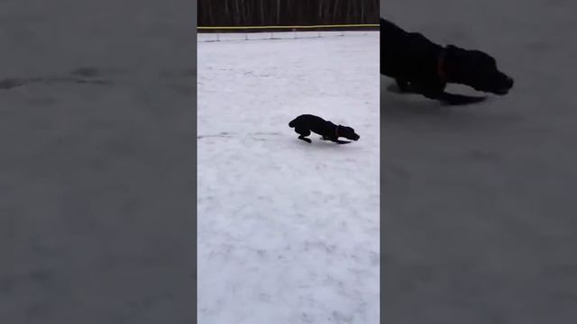 Daisy loves tennis balls... And snow. смотреть онлайн