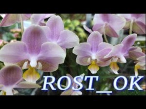 №258/ Свежее поступление орхидей и других комнатных растений, магазин ROST_ OK
