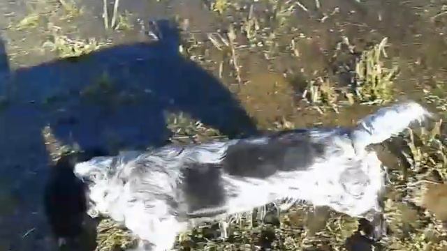 Русский спаниель Тим открывает купальный сезон смотреть онлайн