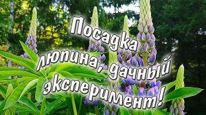 Посадка люпина на разную глубину. Наш дачный эксперимент.