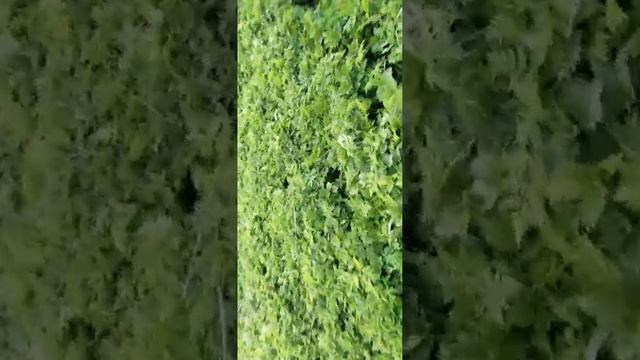 Усадьба Парк Кинематографа Ляхово.Озера Ляховского края. Река Востец.Эпизод 19.
