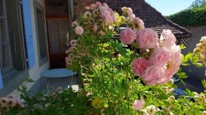 Ghislaine de Féligonde  #rosier #rose #fleur #jardin