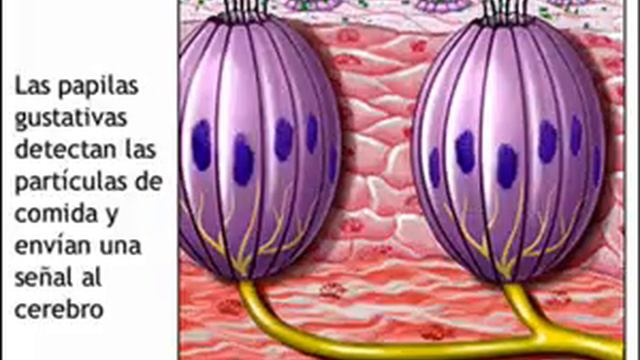Sentido del Gusto смотреть онлайн