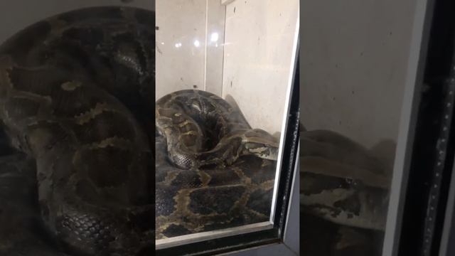 Обыкновенный удав. Boa constrictor. Boa. Удав. Змея ?