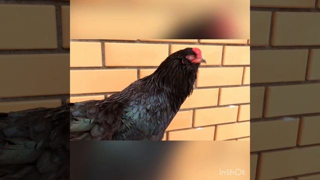 Продаётся петух Амераукана ❌❌❌ продан. смотреть онлайн