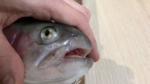 Как выбрать рыбу с ИКРОЙ / выбираем рыбку с икрой / рыба с икрой