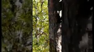 Бортевой мед с бурзянского района Башкирии