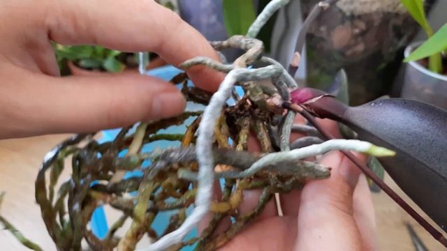 Phalaenopsis schilleriana Орхидея фаленопсис Шиллериана / Как катасетум? пересадка орхидеи orchid смотреть онлайн