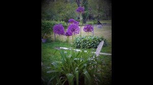 Alliums - Purple Sensation // Video Short