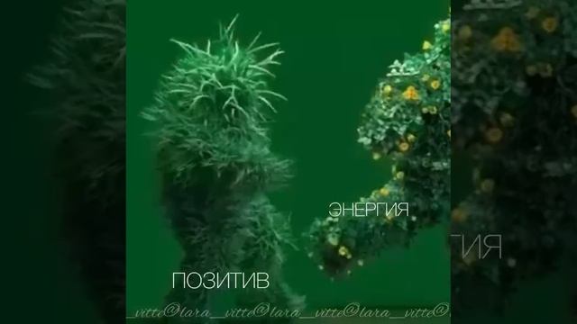 дарите цветы