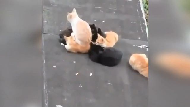 🐾 Я РЖАЛ ПОЛ ЧАСА , СМЕШНЫЕ ЖИВОТНЫЕ , ПРИКОЛЫ С КОТАМИ И СОБАКАМИ, ЛУЧШИЕ ПРИКОЛЫ, Funny Pets # 13