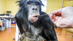 ШИМПАНЗЕ ТРЕБУЕТ ЕДУ и активно старается нам это объяснить!