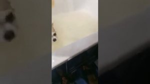Как вымыть маленькую собачку, чихуахуа...
