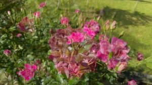 Brilliant Pink Iceberg