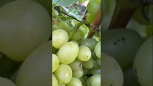 Белый сорт винограда НАДЕЖДА АКСАЙСКАЯ с ранним сроком созревания.