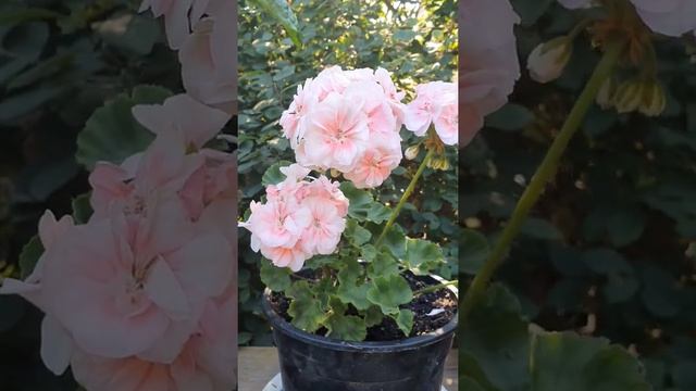 Pelargonium PAC* Salmon Komtess - пеларгония PAC* Salmon Komtess смотреть онлайн