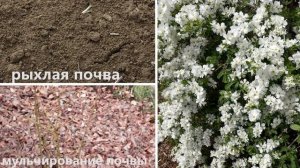ПОСАДИТЕ этот КУСТАРНИК в САДУ! Он затмит цветением весной!ЭКЗОХОРДА