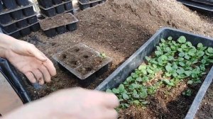 Пикировка виолы летнего посева!