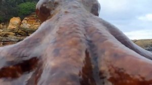 Гигантский тихоокеанский ОСЬМИНОГ передвигается по пляжу к воде! Это стоит увидеть!