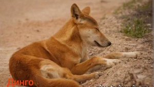 Животные Австралий