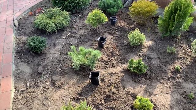 РЕКОНСТРУКЦИЯ ВТОРОЙ КЛУМБЫ, ПОСАДКА НОВЫХ РАСТЕНИЙ, МУЛЬЧИРОВАНИЕ ХВОЙНЫМ ОПАДОМ?