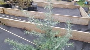 Как отличить кедры друг от друга. Отличие кедра Гималайского от Ливанского и Атласского