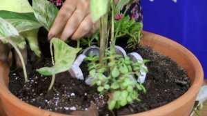 #Jardinería. Palma Kentia o del Paraíso/ Decorar con piedras, plantas y tapas recicladas. liclonny