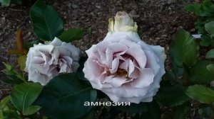 Розы "голубые": Шато Мертию, Новалис, Амнезия, Блю Парфюм.Сорта подписаны  #розы #голубыерозы