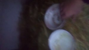 Чем кормить беременную крольчиху