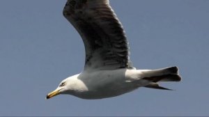 Полет чайки